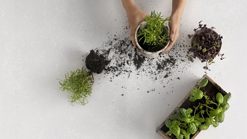Perla — пример работы